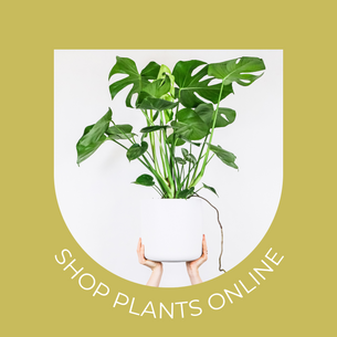 Image Link by My Viola Floral to SHOP OUR COLLECTIONS